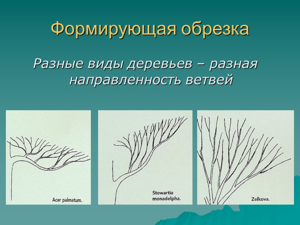 Формирующая обрезка Разные виды деревьев – разная направленность ветвей